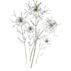 Nigella Love in the Midst - White