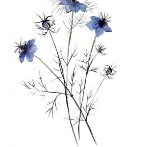 Nigella Damascena - Midnight Blue
