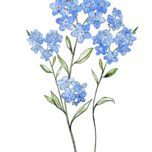 Blue Forget Me Not