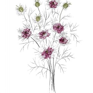 Nigella Love in the Midst - Miss Jekyll Rose