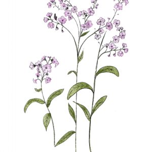 Pink Forget Me Not