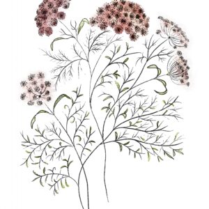 Queen Anne Lace