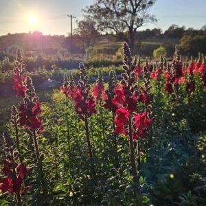 PYO at Belle Bouquets Farm -7am Session