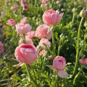 PYO at Belle Bouquets Farm -8am Session